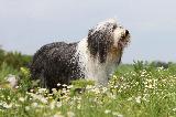 BEARDED COLLIE